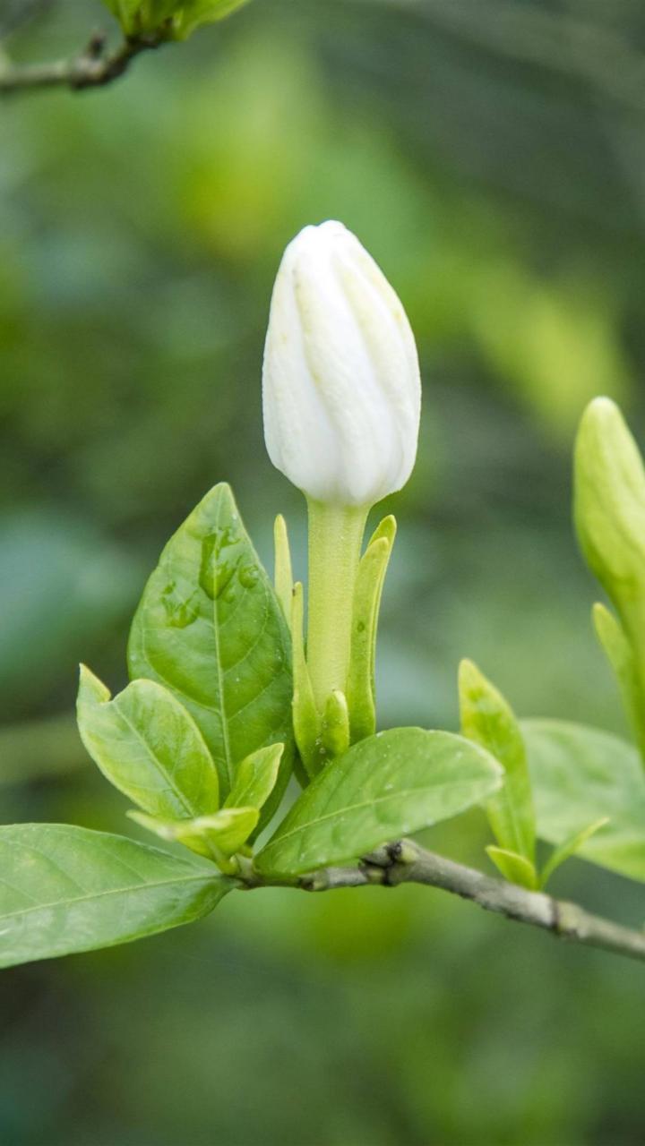 南方夏日，栀子花香悠悠
