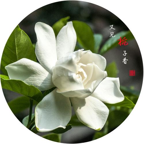 又见一年栀子开，栀子香网络