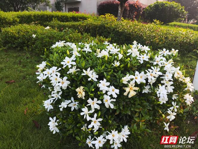 风吹栀子香，一网情深长——与君共赴“栀子香网络”之约