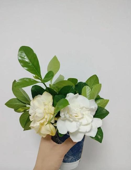山野栀子测评 花香与奶香的完美融合，一口饮尽夏日栀子香
