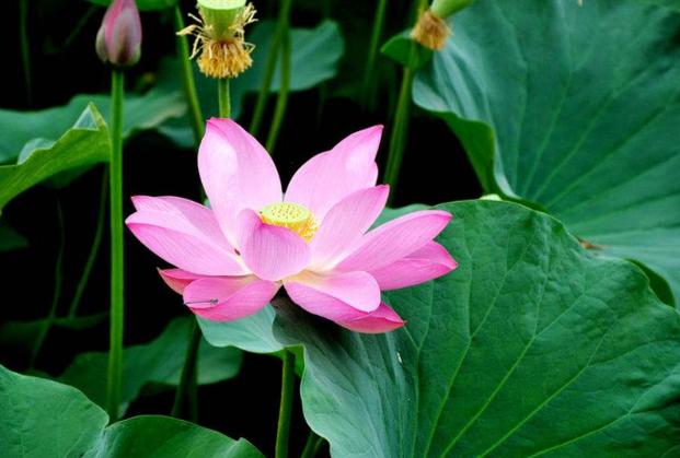 世界十大香花 栀子排名第一,茉莉最受欢迎