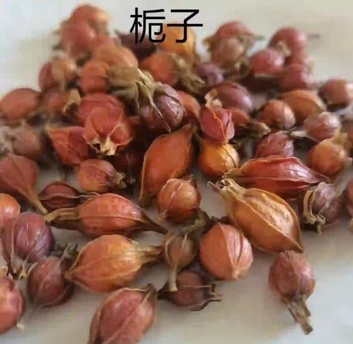 栀子:香花与药材的双重魅力 