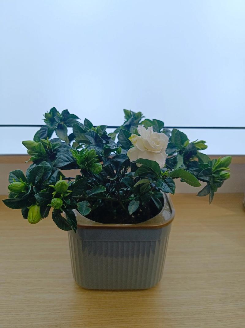 桅子花开,满屋香