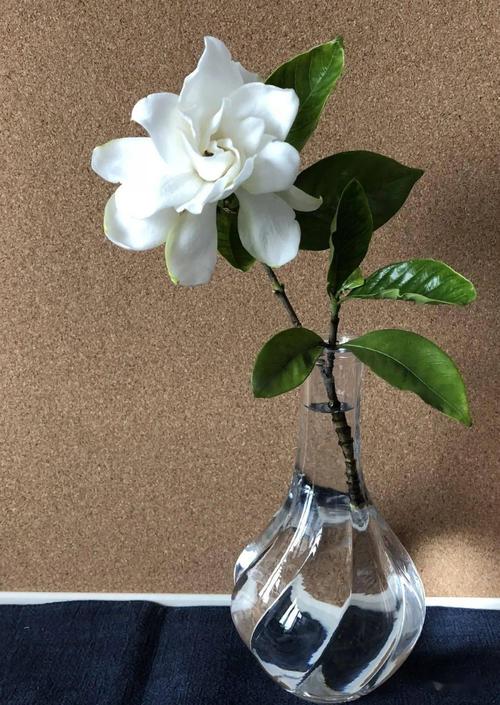 夏至二候 落日微风栀子香