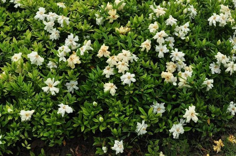 乡土植物|清浅初夏栀子香