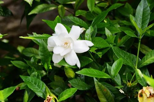 乡土植物|清浅初夏栀子香