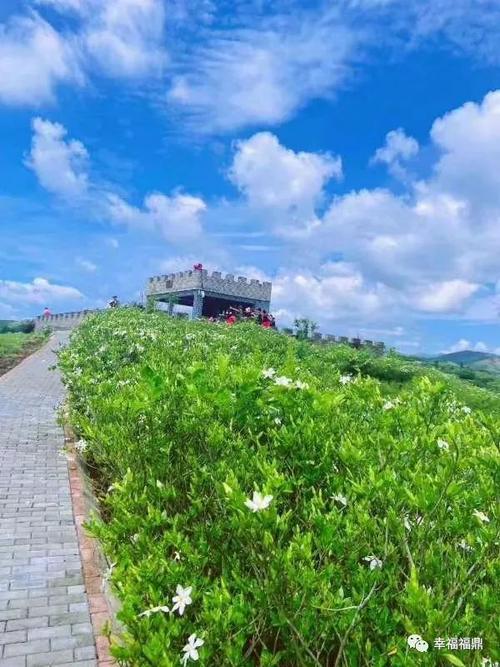 栀香贯岭,小花朵撬动大产业